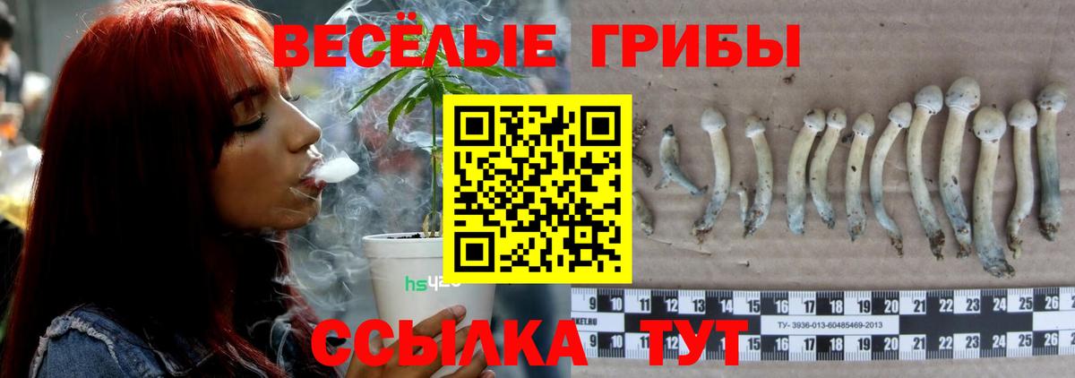 Галлюциногенные грибы Psilocybe  Галлюциногенные грибы Psilocybine cubensis  Ахтубинск 